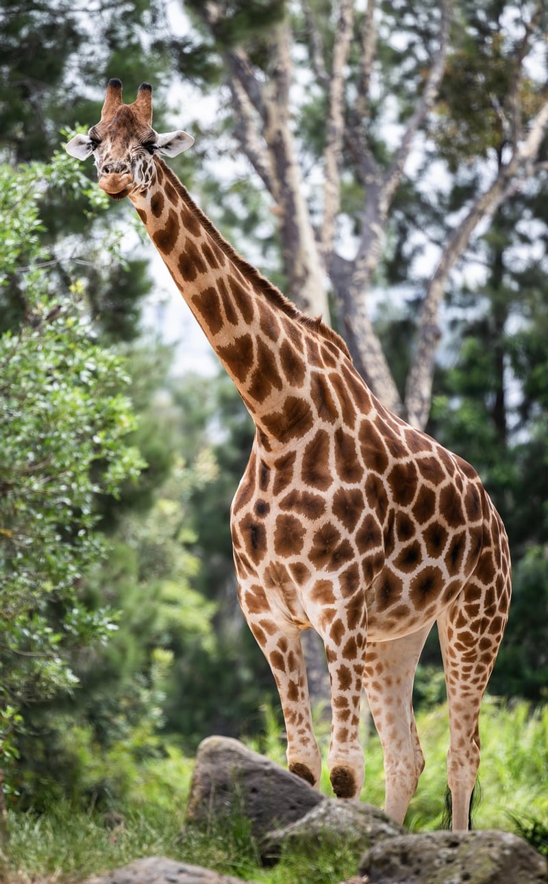 Time Jump Safaris