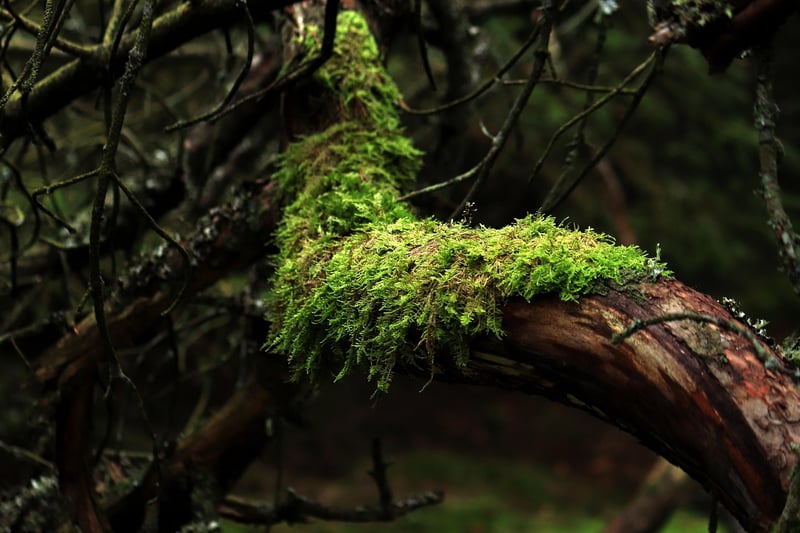 Hiking in the forest